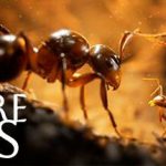 蚂蚁帝国 v1.04.20552 全DLC 单机+联机（Empire of the Ants）免安装中文版
